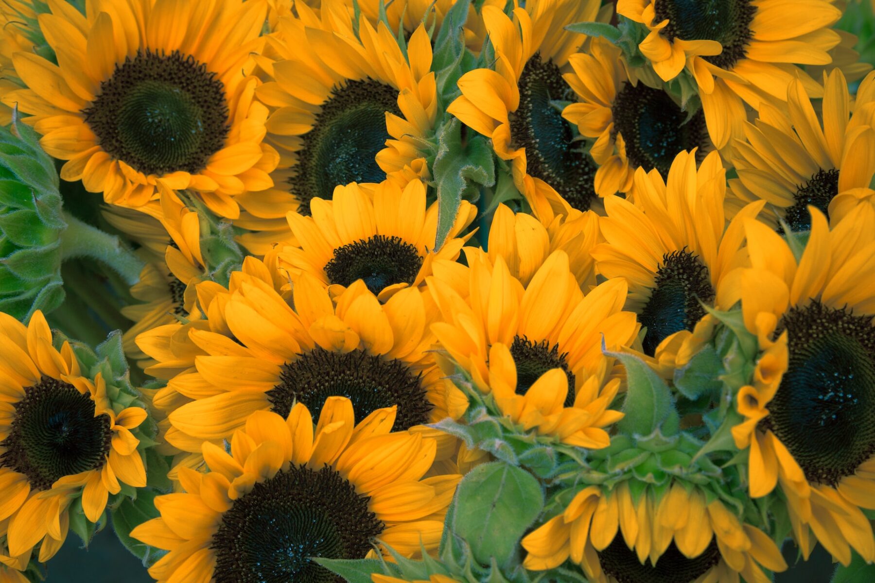 A field of yellow sunflowers