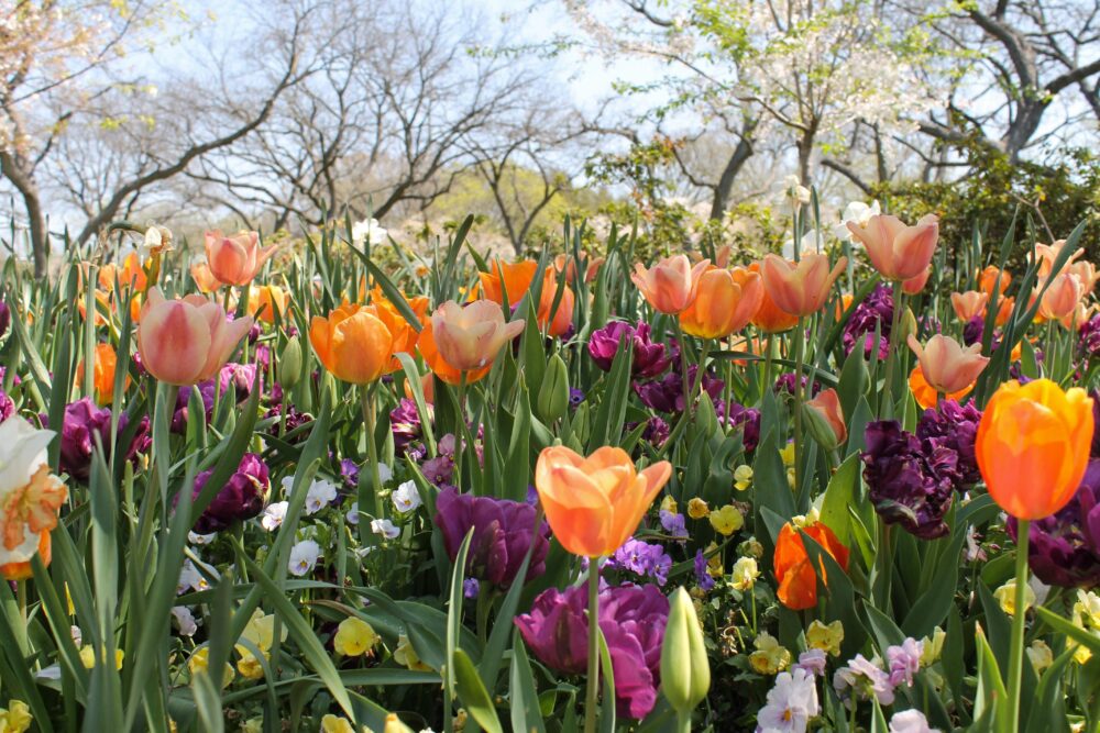 Flower field with bright colours